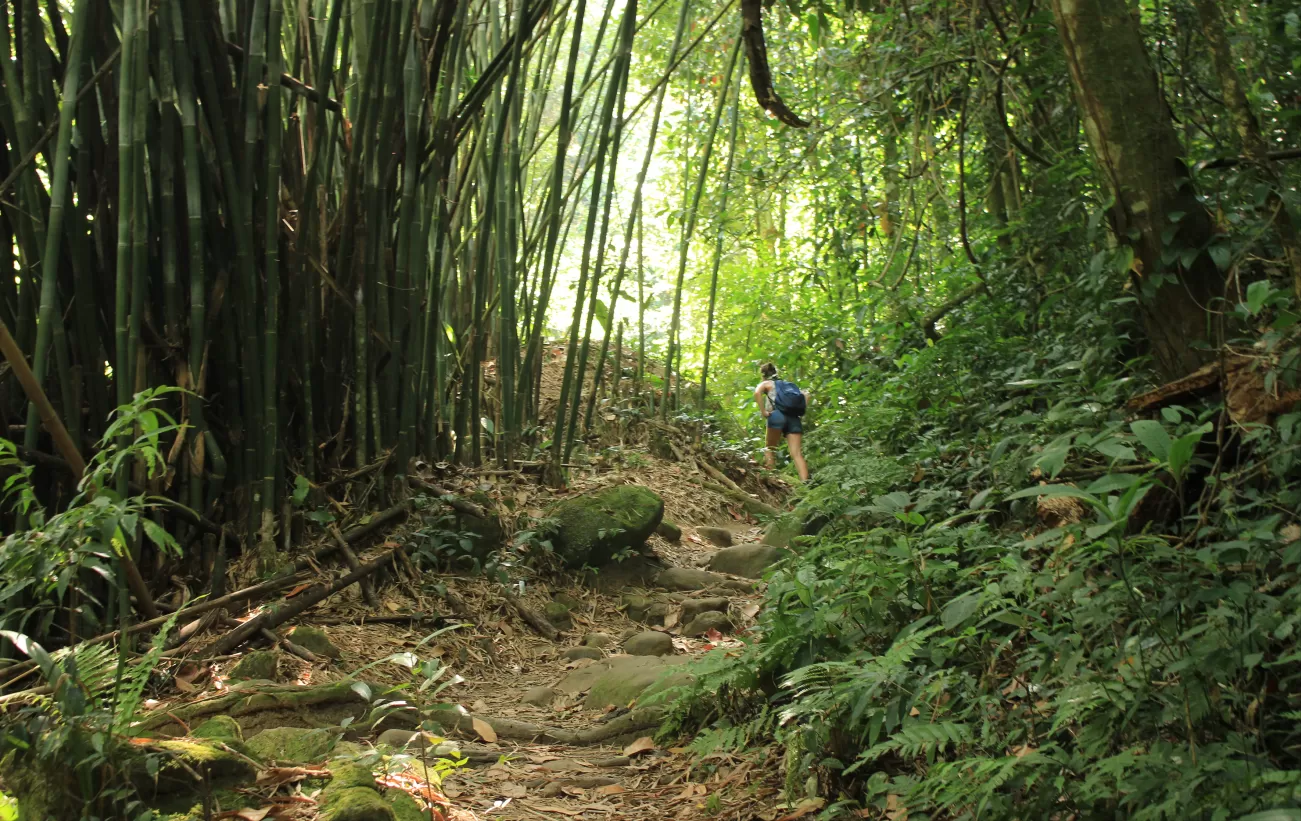 Rainforest Trekking Tours
