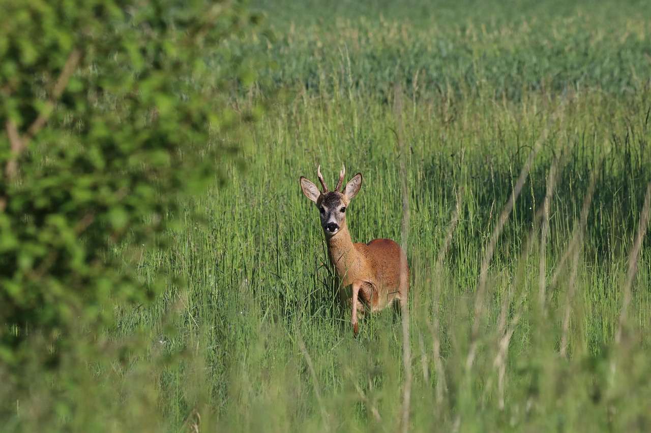 wild deer, european roe deer, deer, wildlife, biodiversity, nature, forest, field, landscape